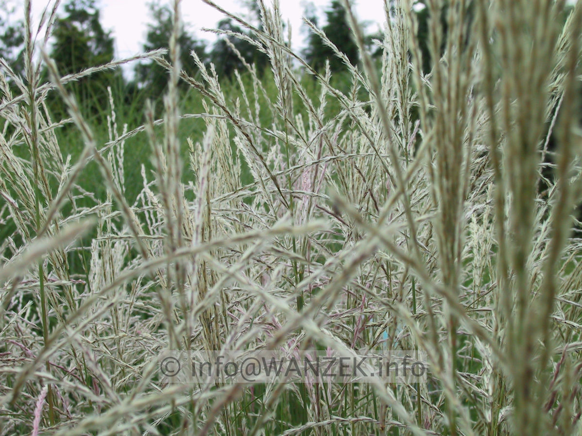 Miscanthus Blueten-2.JPG